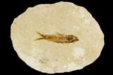 Fossil Fish (Knightia) With Floating Frame Case #109578-1